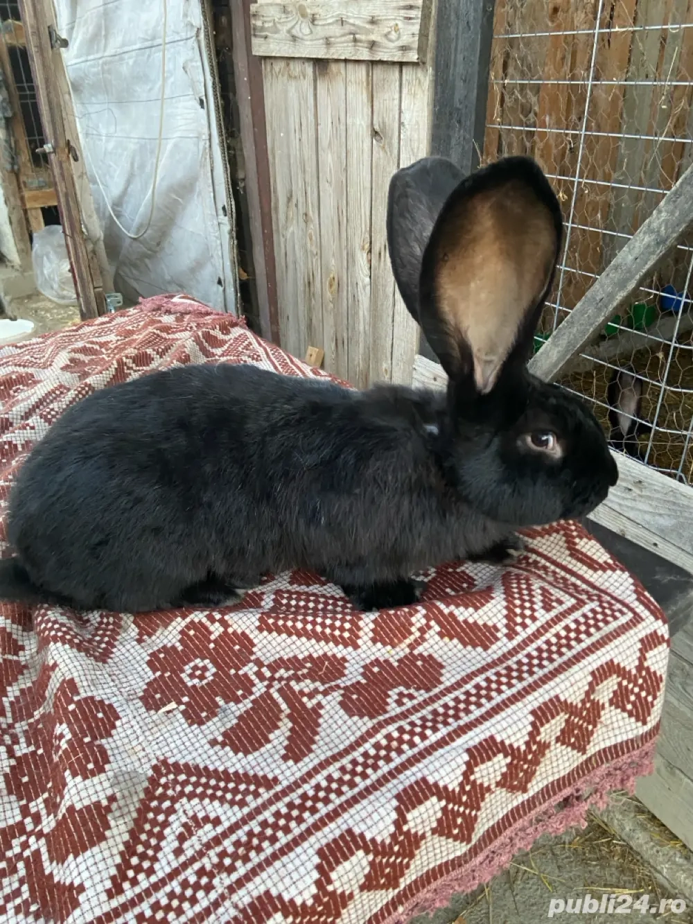 masculi urias german 