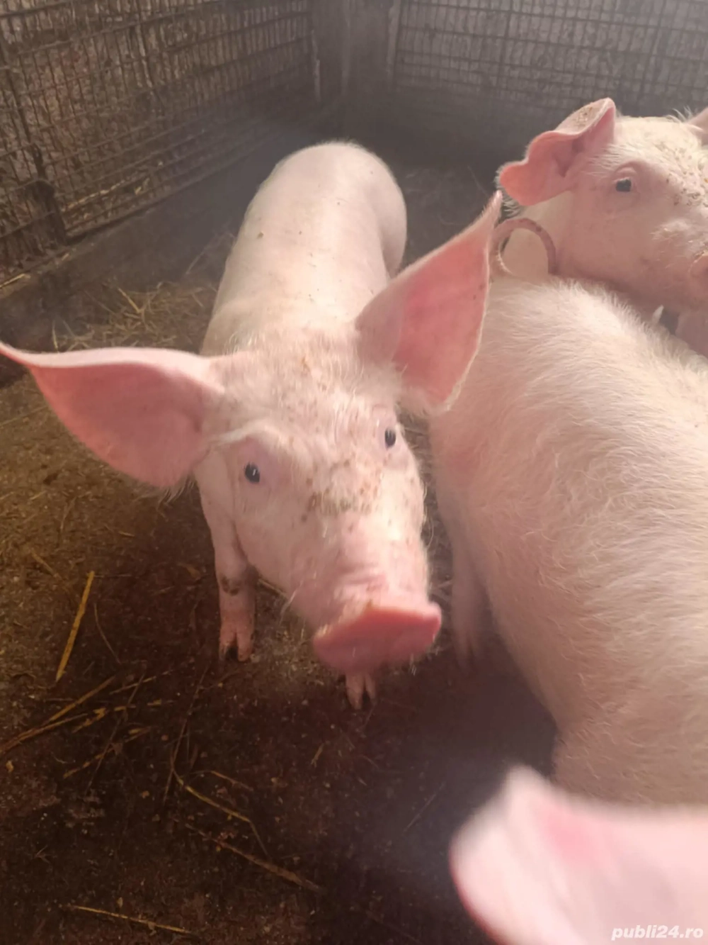 vand purcei 10 săptămâni,30-35kg