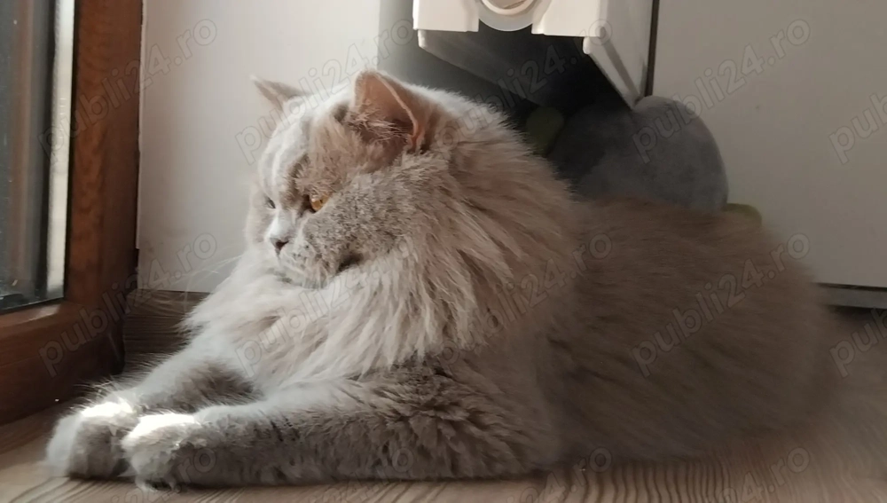 Pisica british longhair lilac 