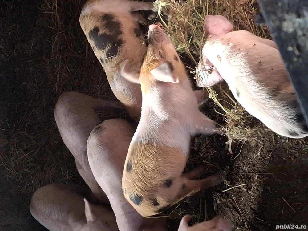 Vă purceii rasa marele alb cu landras cu nasu scurt picioare scurte mai multe informați l nr telefon