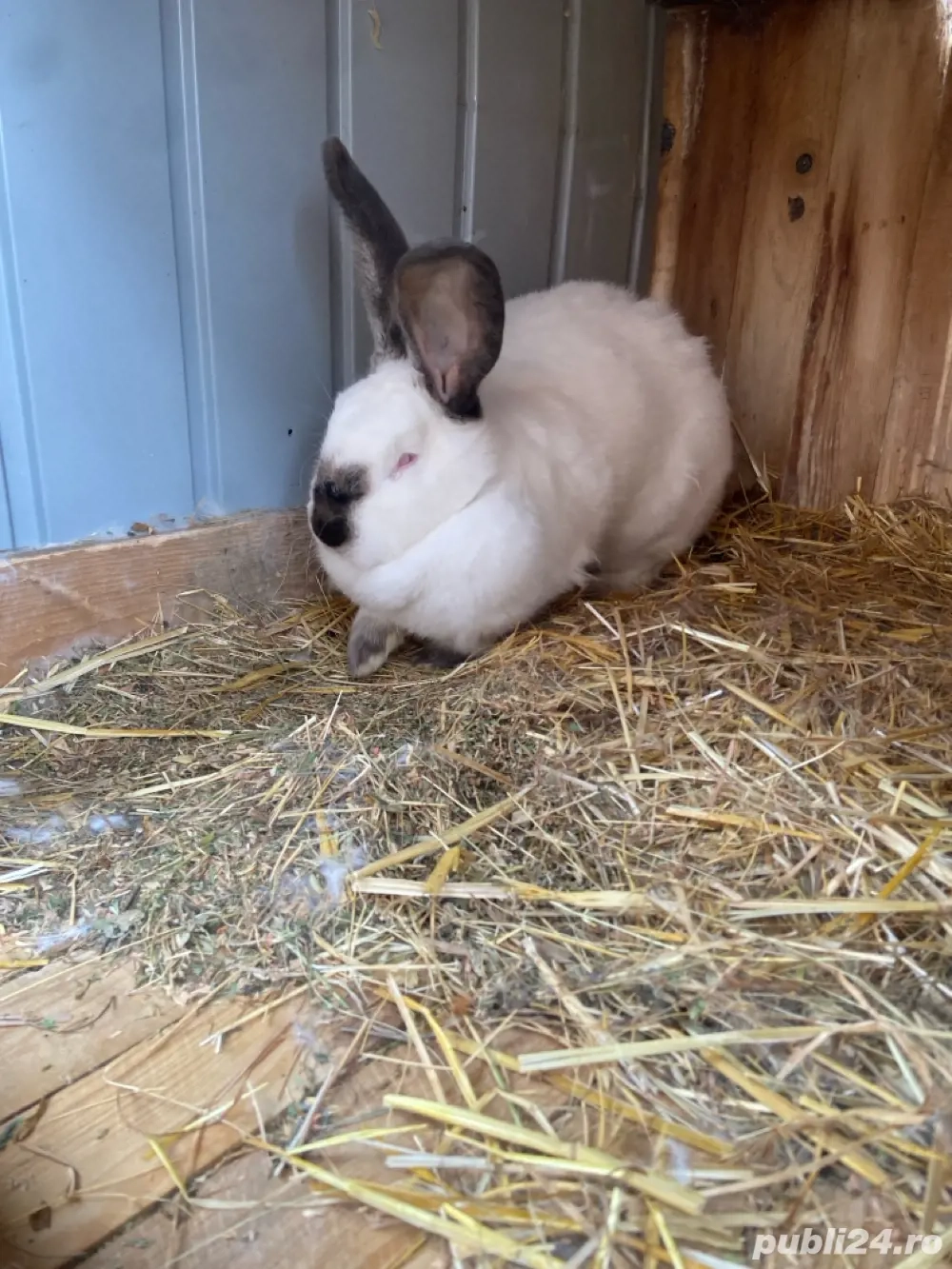 femele urias de trasilvania 