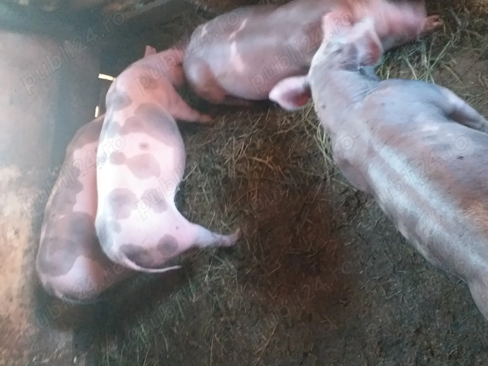 Vând purcei pietrean belgian 