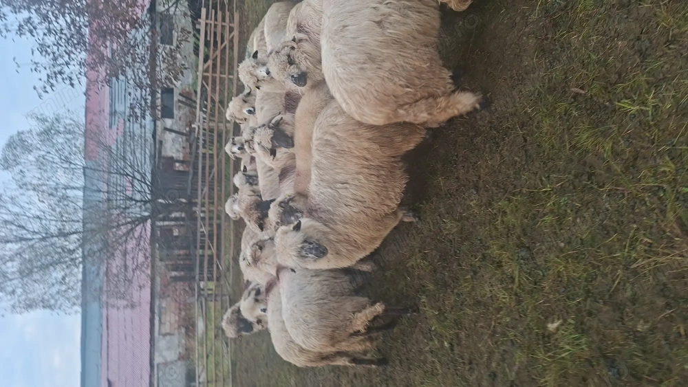 Vand 31 una de oi mai multe detalii in privat Vand 31 una de oi mai multe detalii in privat