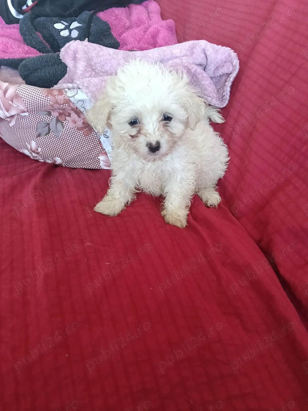 Bichon maltez de vânzare 