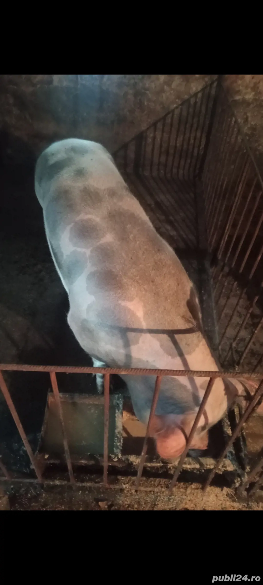 Scroafa pt sacrificat  200+ kg