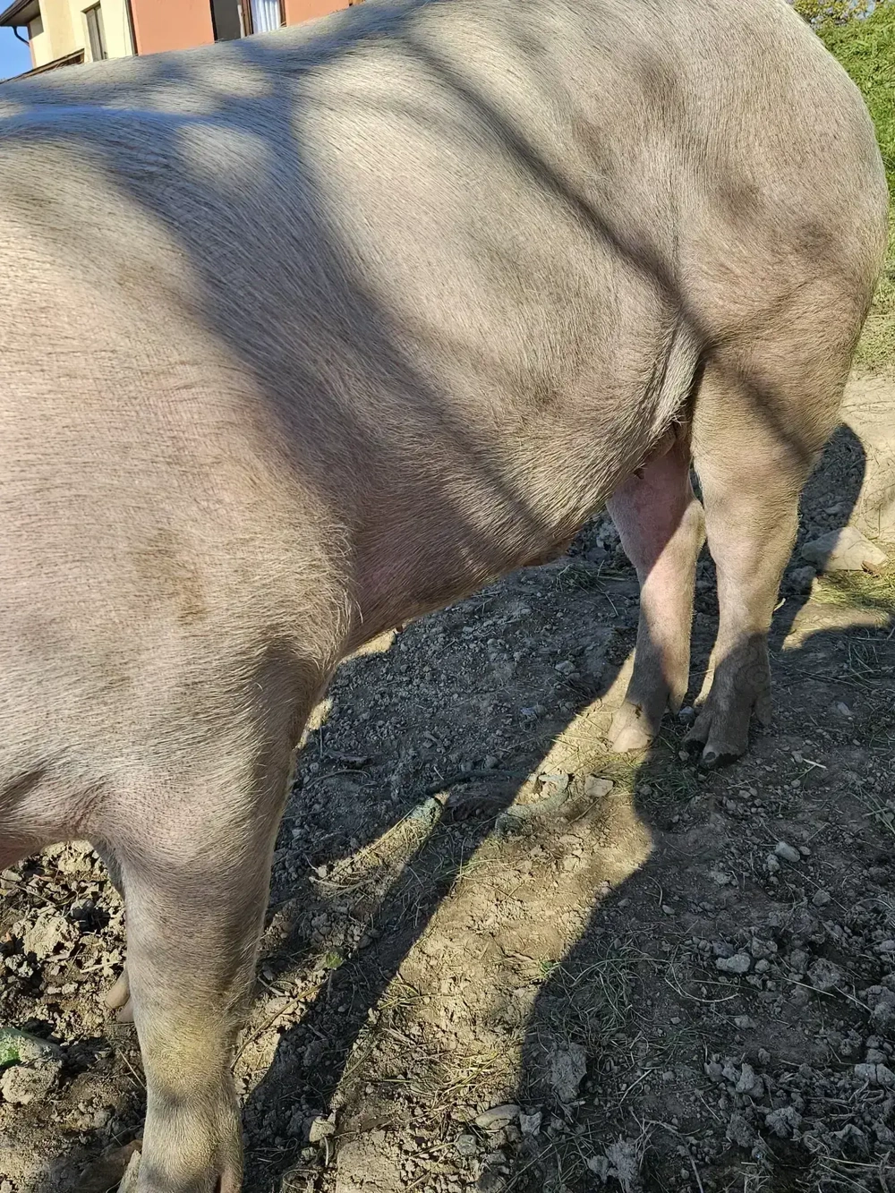 Porc de vânzare gras și cărnos