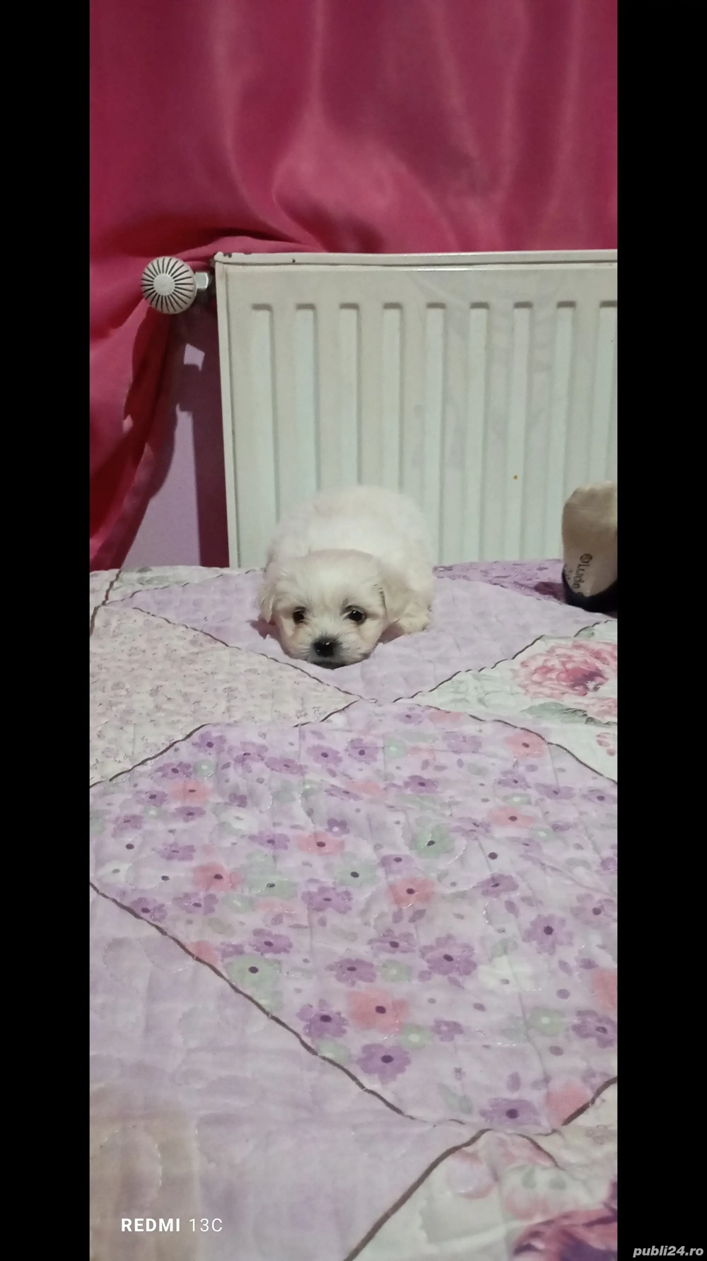 catel bison de vinzare