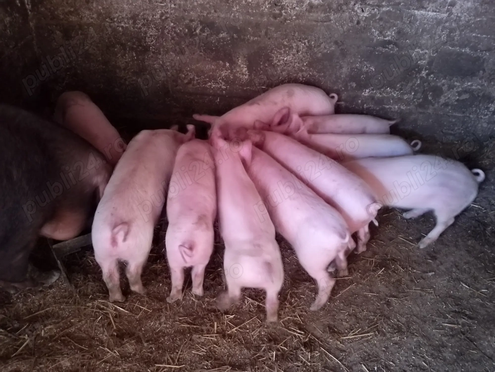 Vând purcei de 12 săptămâni 