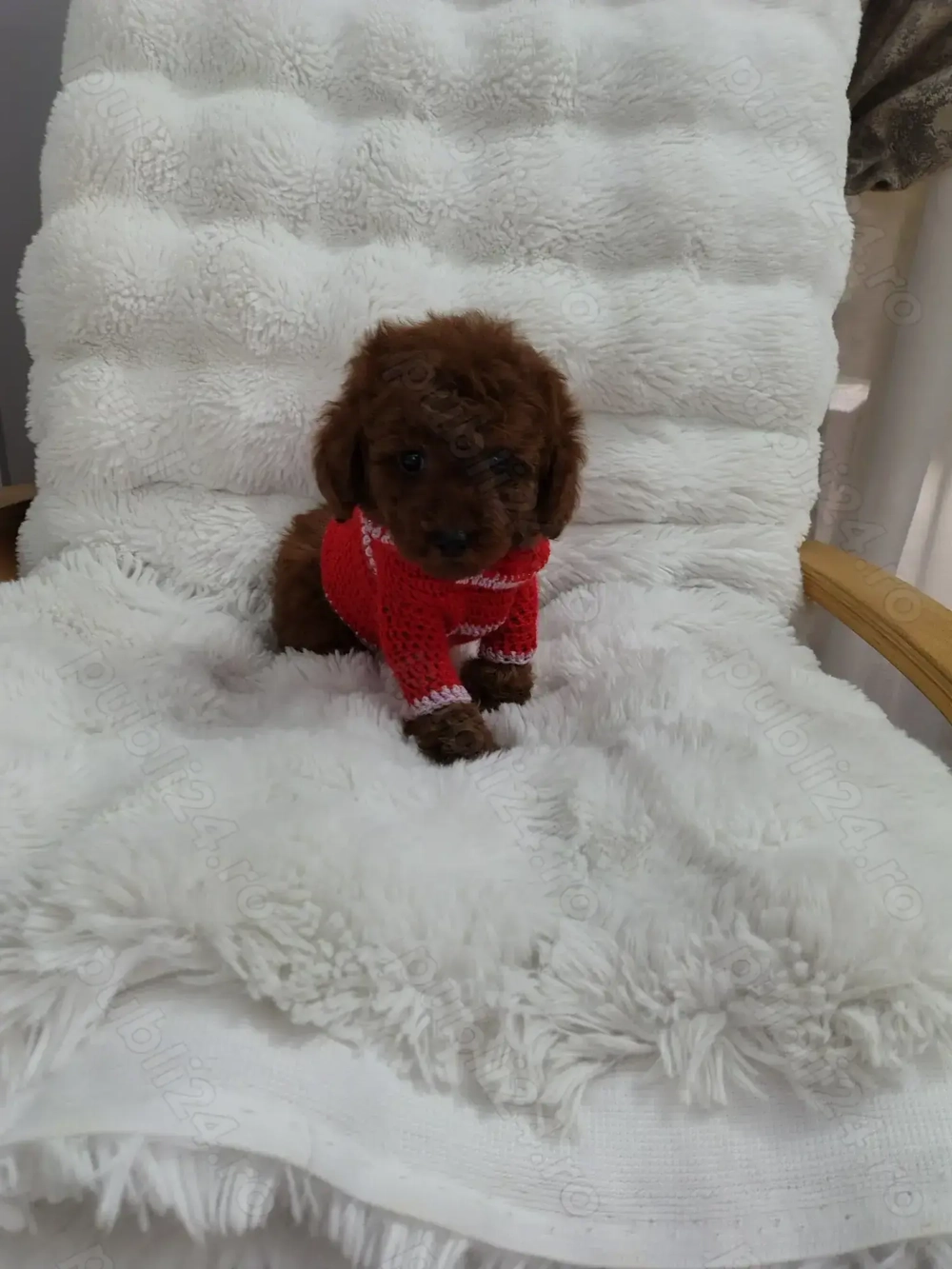 Pudel talie toy , culoare rosu