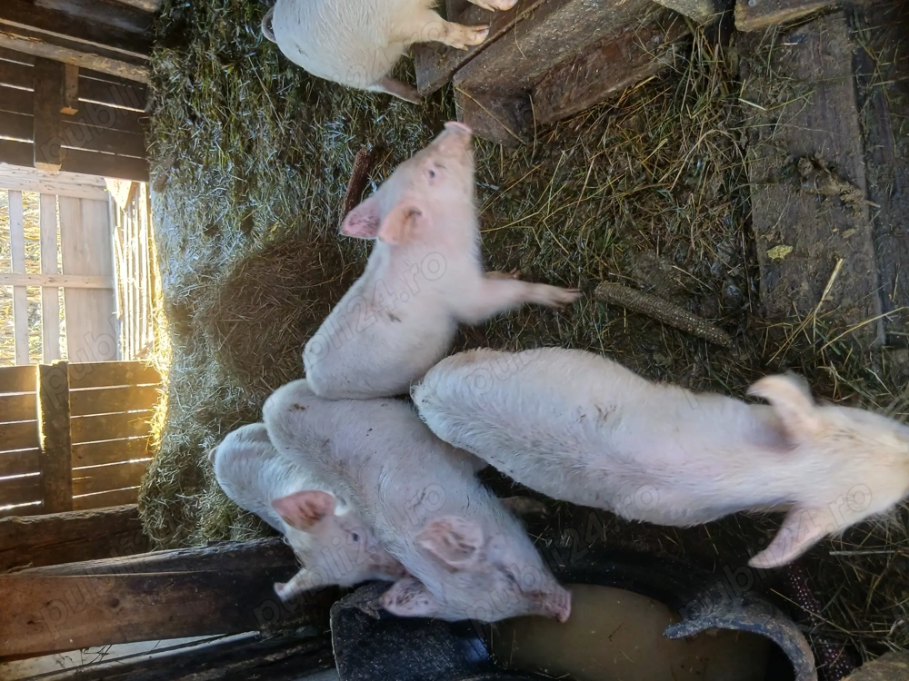 Purcei de vânzare crescuți bio