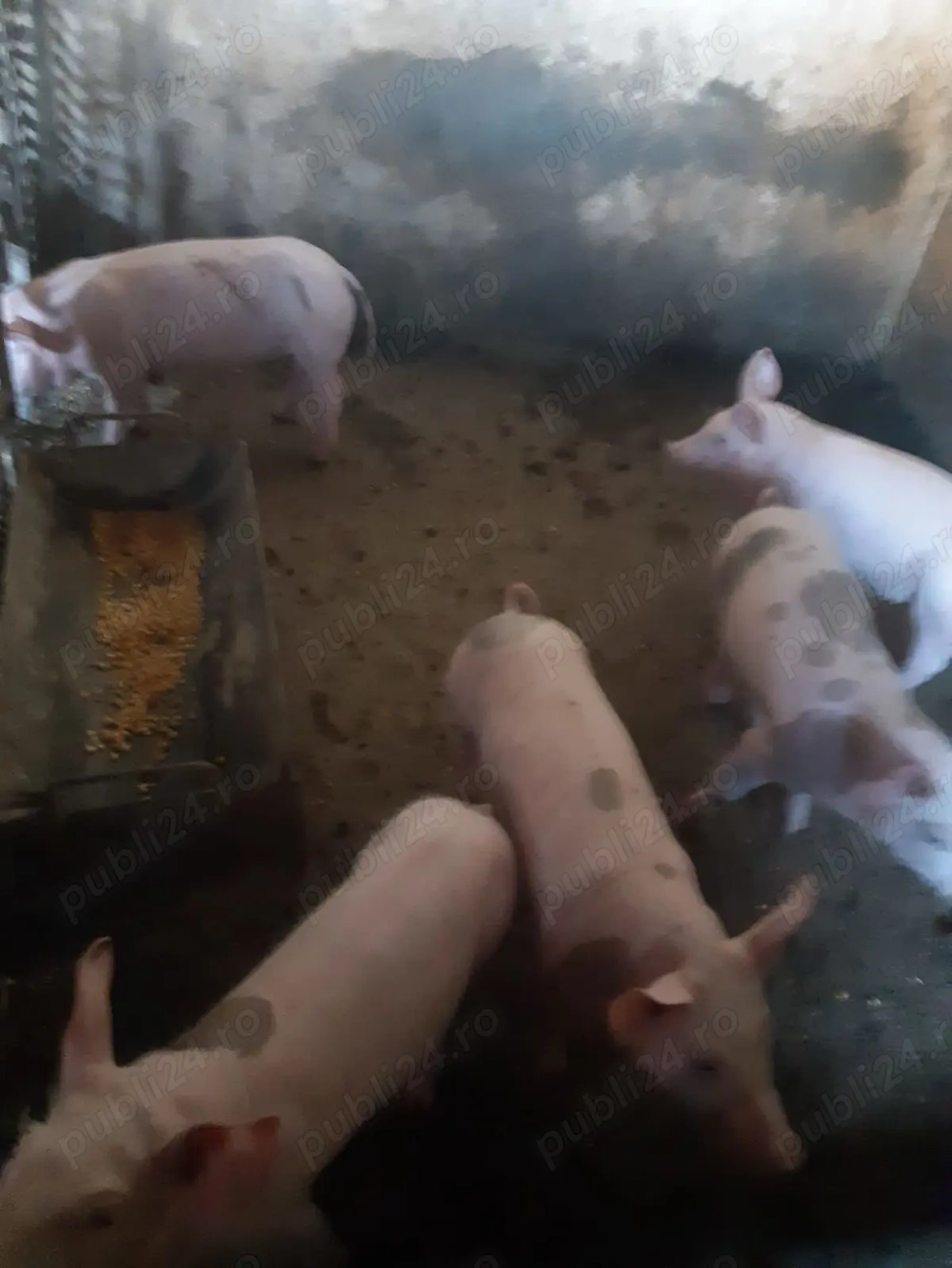 Vand purcei intarcati! Vand purcei intarcati!