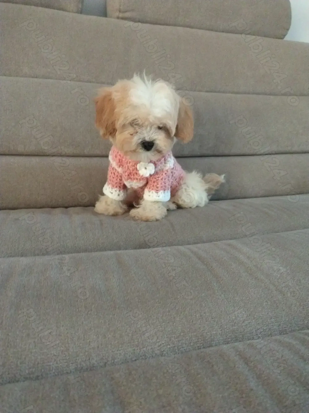 Mascul maltipoo  Mascul maltipoo