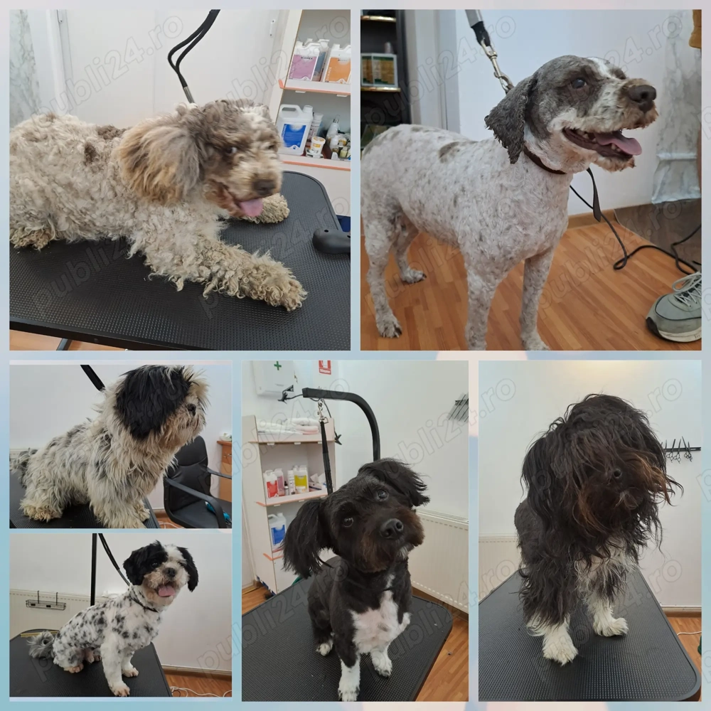 Frizerie canina DogMery Pet 