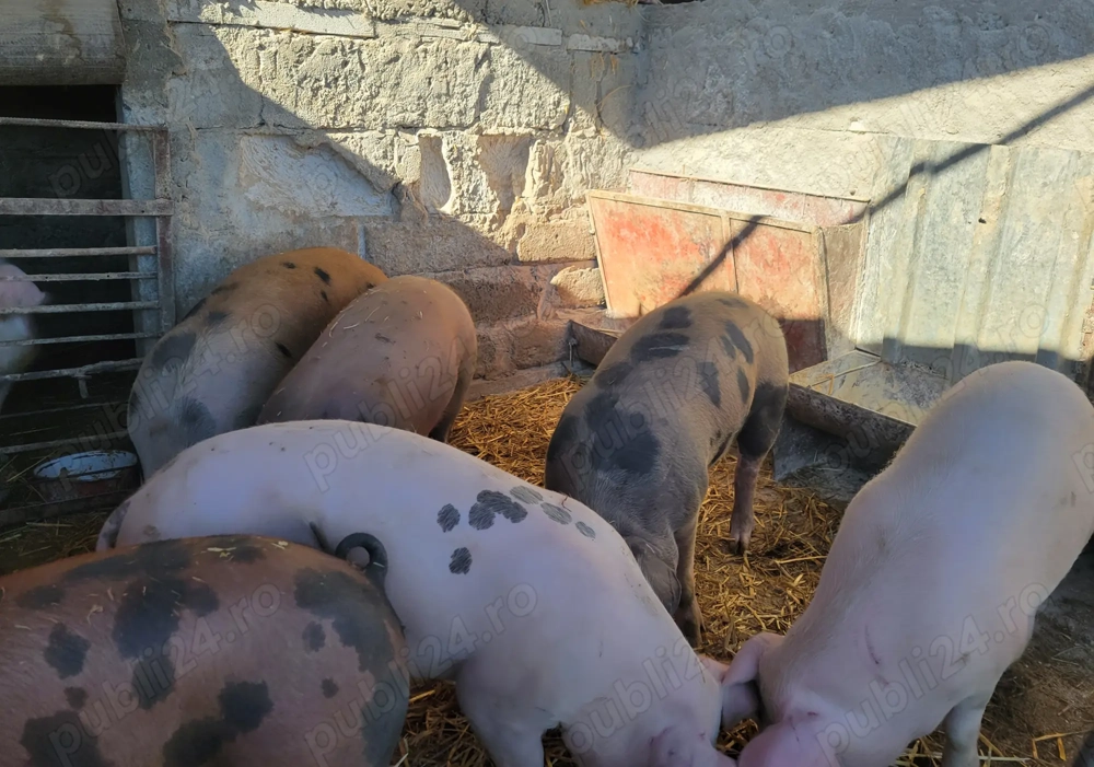 Vând porci pentru Craciun