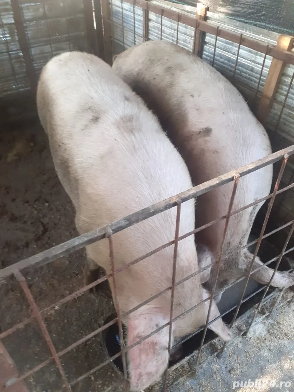 porci de vanzare 160-170 kg porci de vanzare 160-170 kg