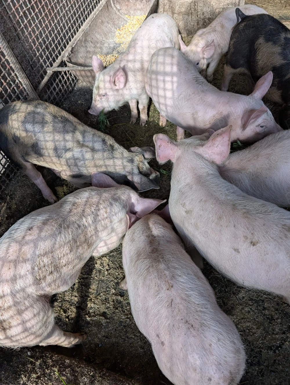 Grăsuni de vânzare!!! Grăsuni de vânzare!!!