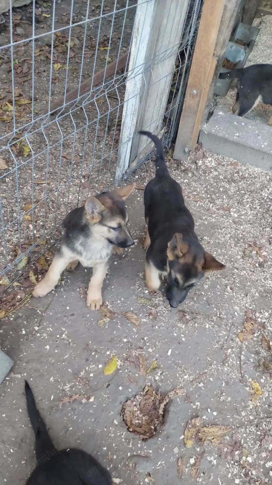 Cățeluși pui ciobanesc german