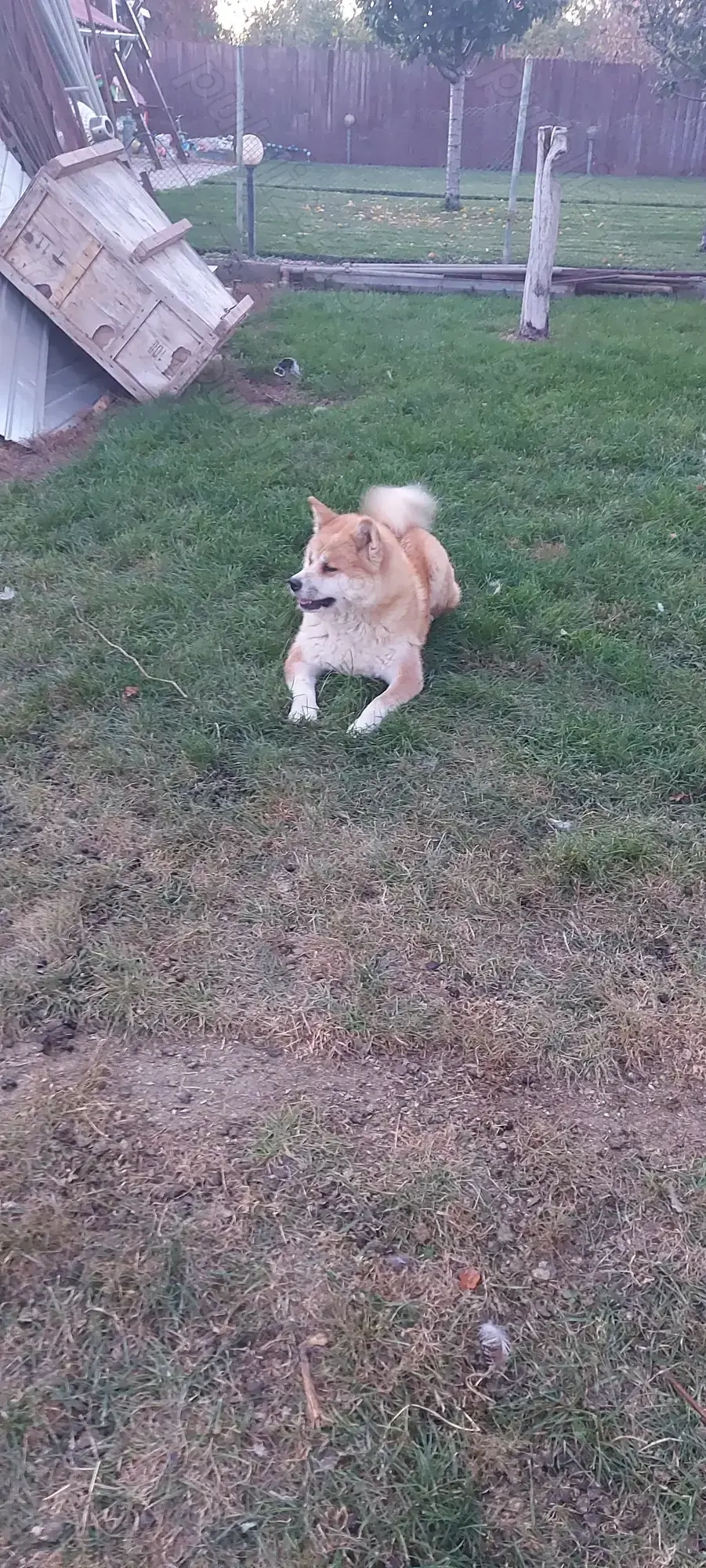 Donez femela Akita inu Japonez 