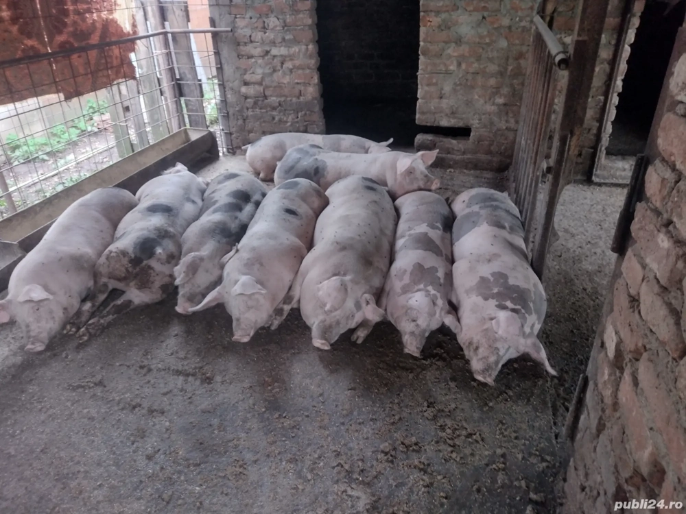 Porci de vânzare  Porci de vânzare