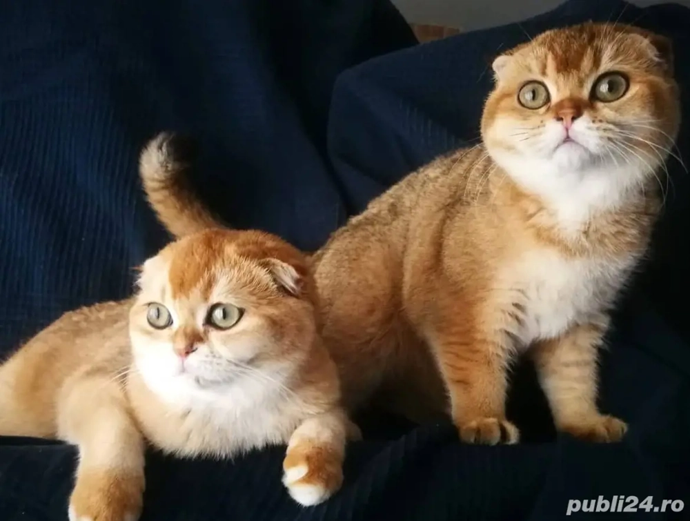 Scottish Fold Chincilla Golden 
