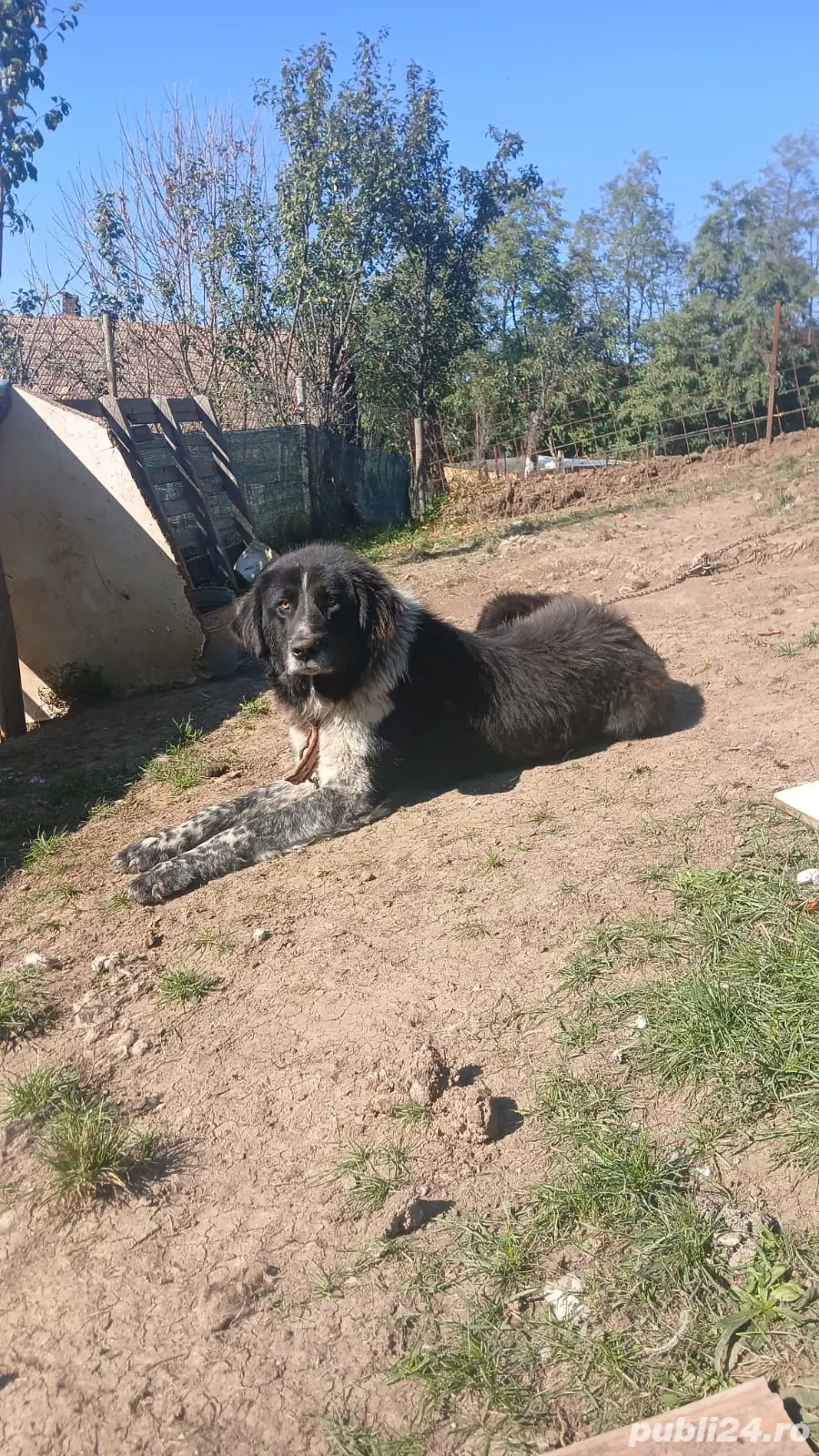 de vânzare mascul  de vânzare mascul