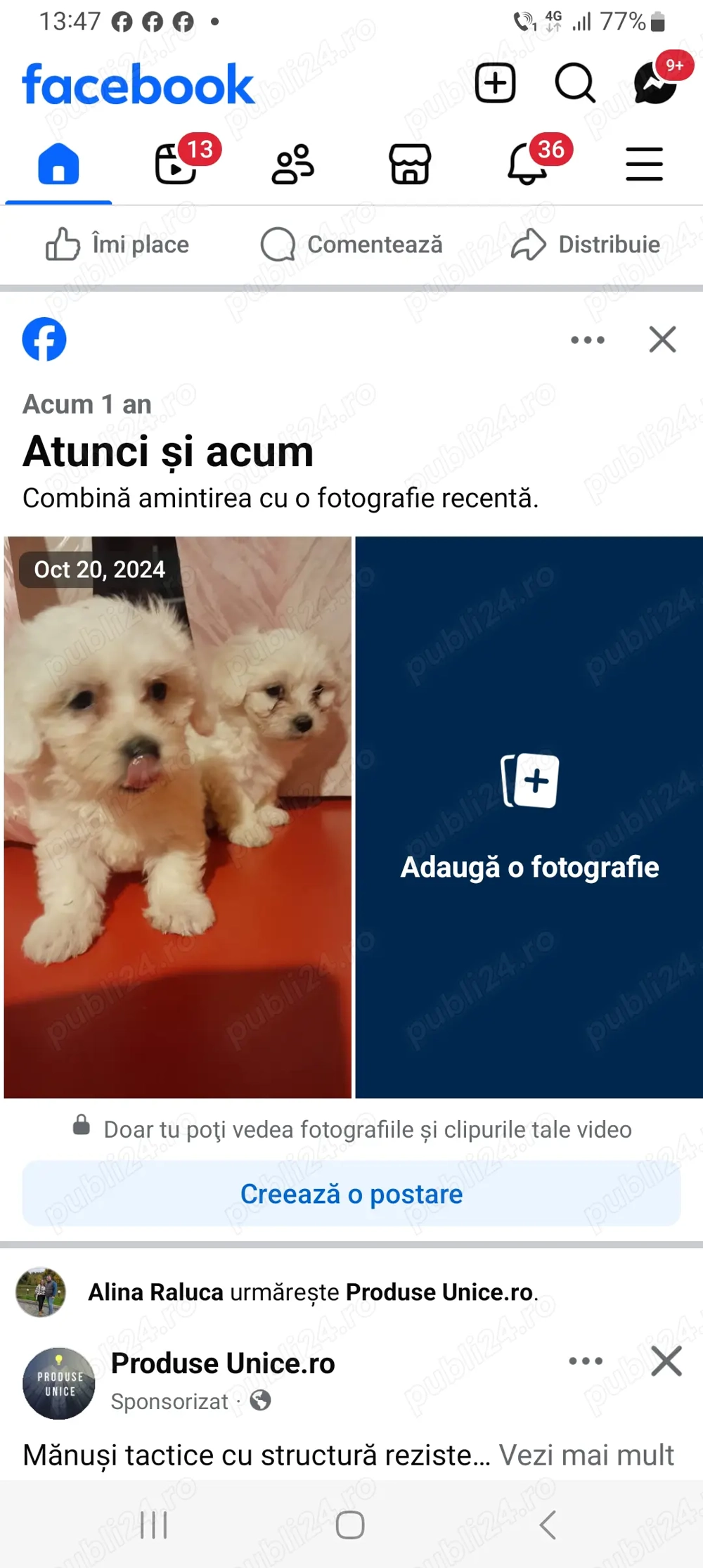 O catelusa bishon O catelusa bishon