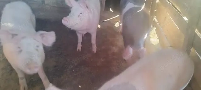 Vând 4 porci  în Dud, jud. Arad