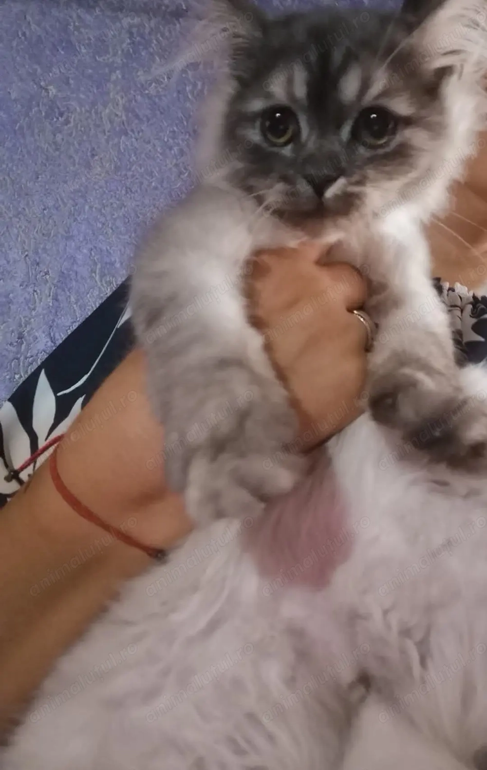 Pisicute persane Pisicute persane