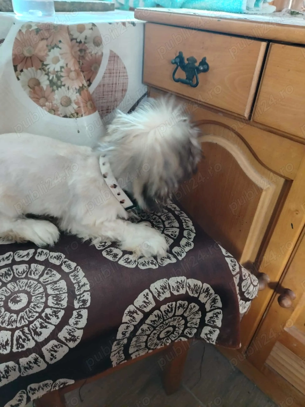 Bichon de vanzare Bichon de vanzare