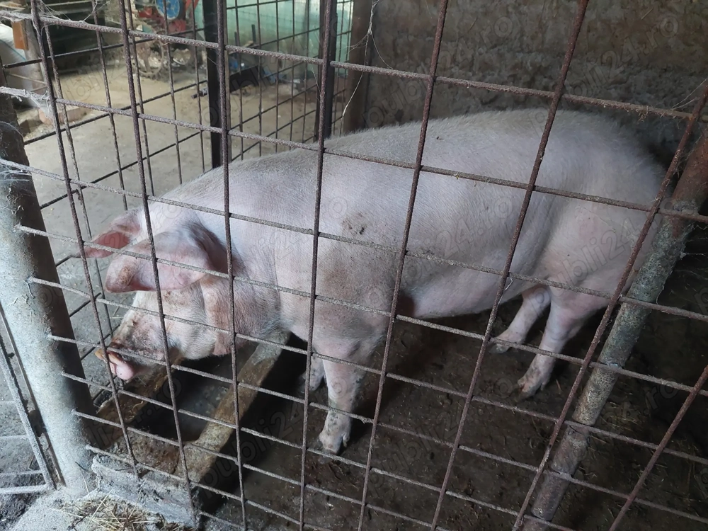 Porci de vânzare 