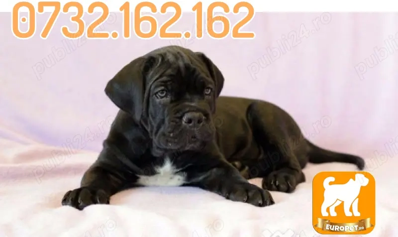 HRANA GRATUITA-Rezerva acum un Cane Corso Masiv de vanzare cu Factura-Microcip-Transport la Brasov