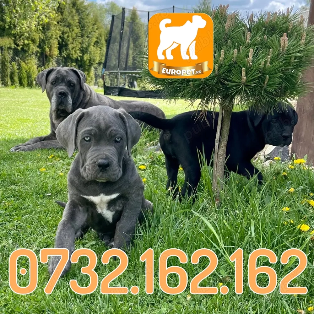 HRANA GRATUITA- Cane Corso Talie Mare cu Factura-Garantie-Microcip-Carnet-Transport la Bucuresti