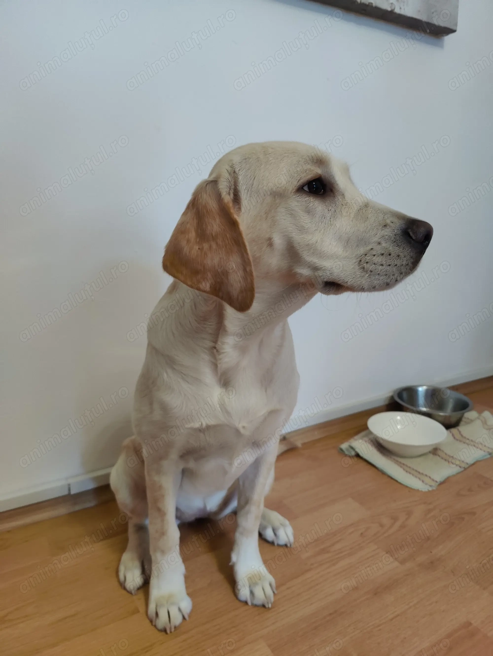 Labrador Retriever - femela