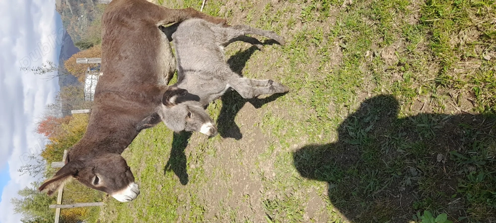 Vând măgăriță cu pui de 5zile