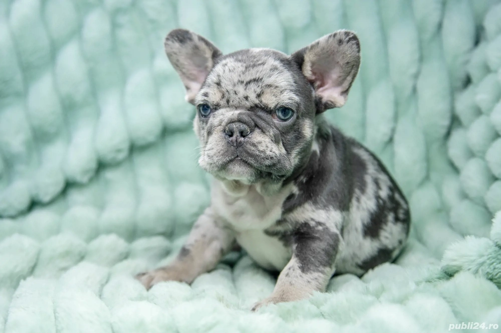 Bulldog Francez - blue merle - Transport in tara - buldog francez 