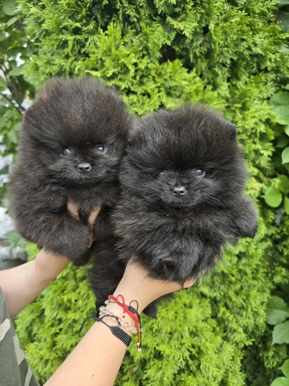 Pomeranian negru abanos  Pomeranian negru abanos