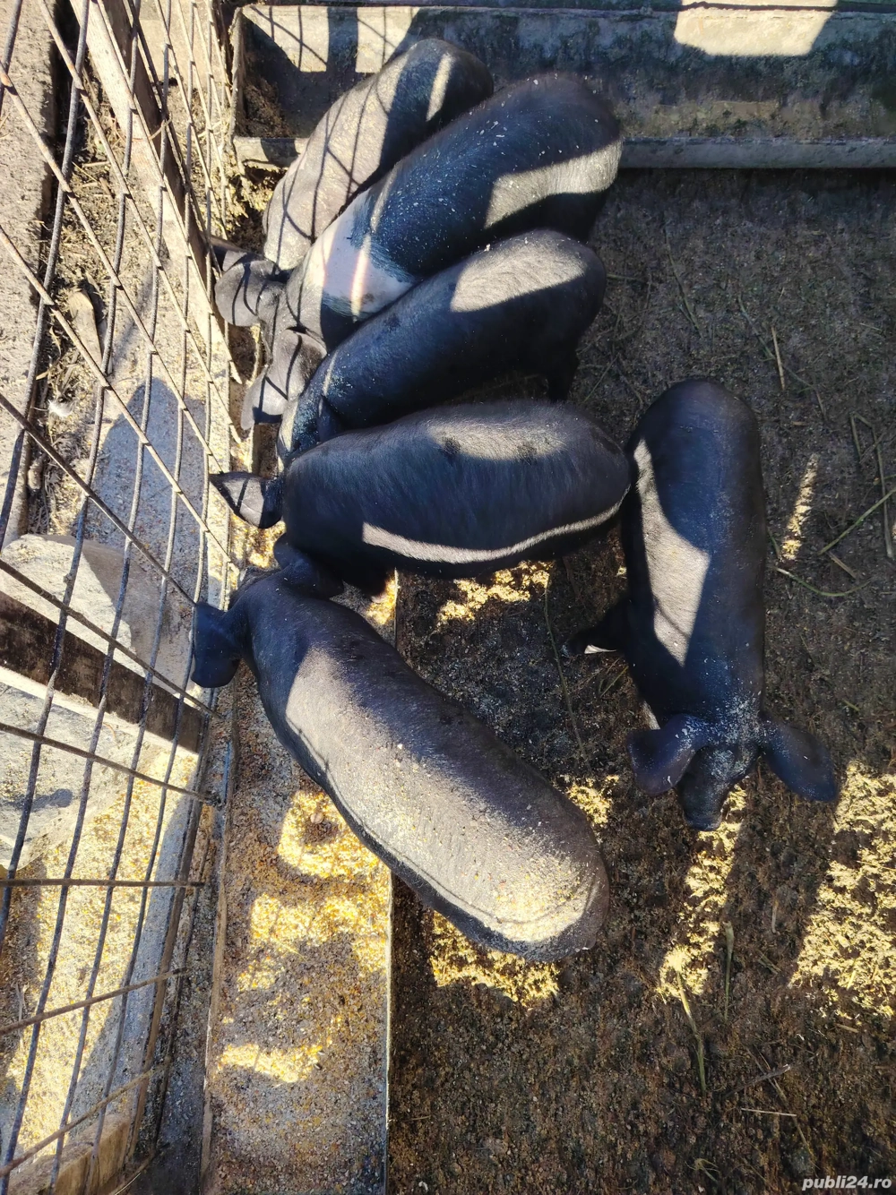 purcei bazna 7 8sapt  purcei bazna 7 8sapt