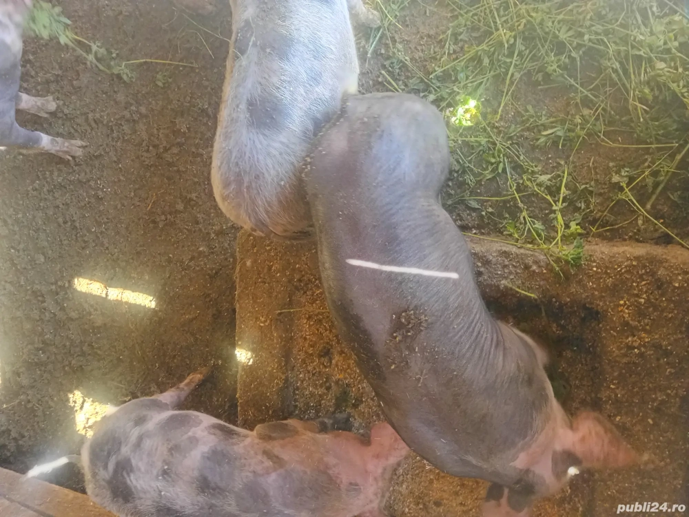 vand purcei petrean belgian