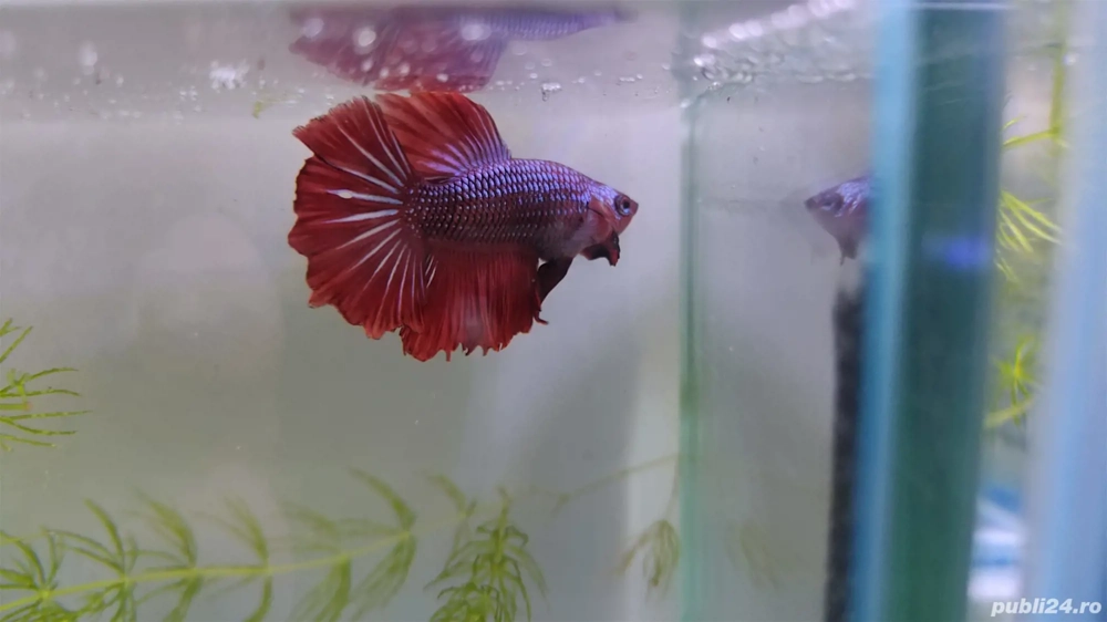 Masculi Betta pesti acvariu superbi