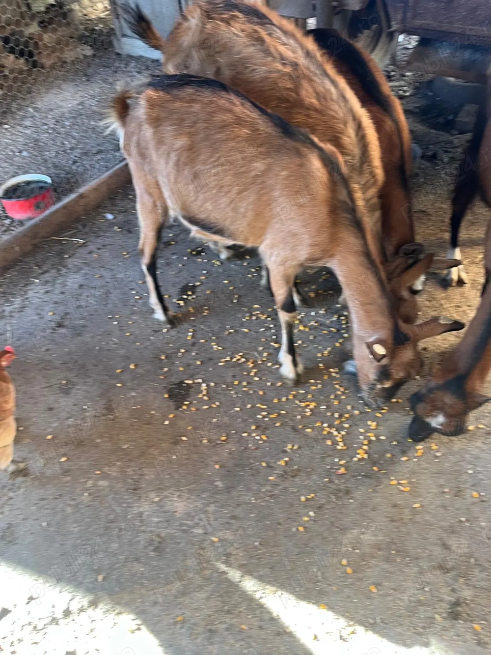 Capra metis alpina franceza