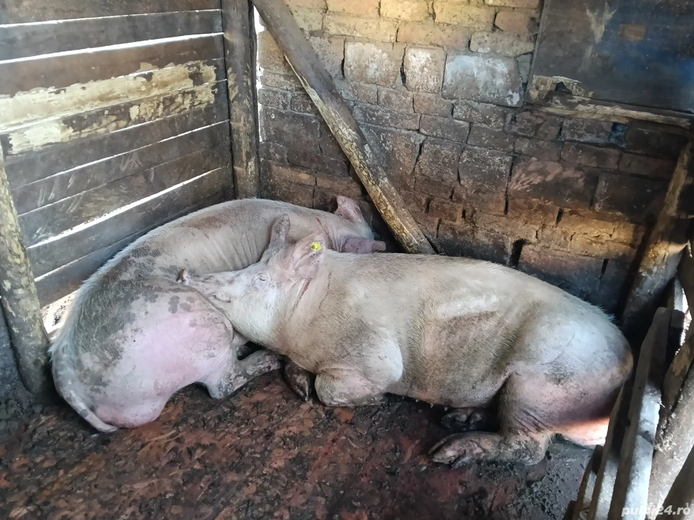 Porci de vânzare  Porci de vânzare