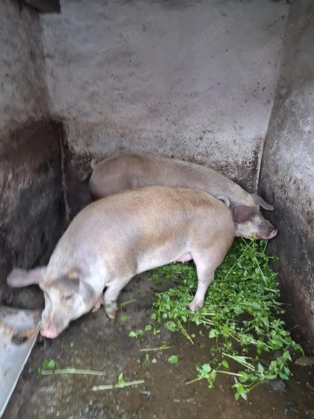 Porci frumosi si sanatosi