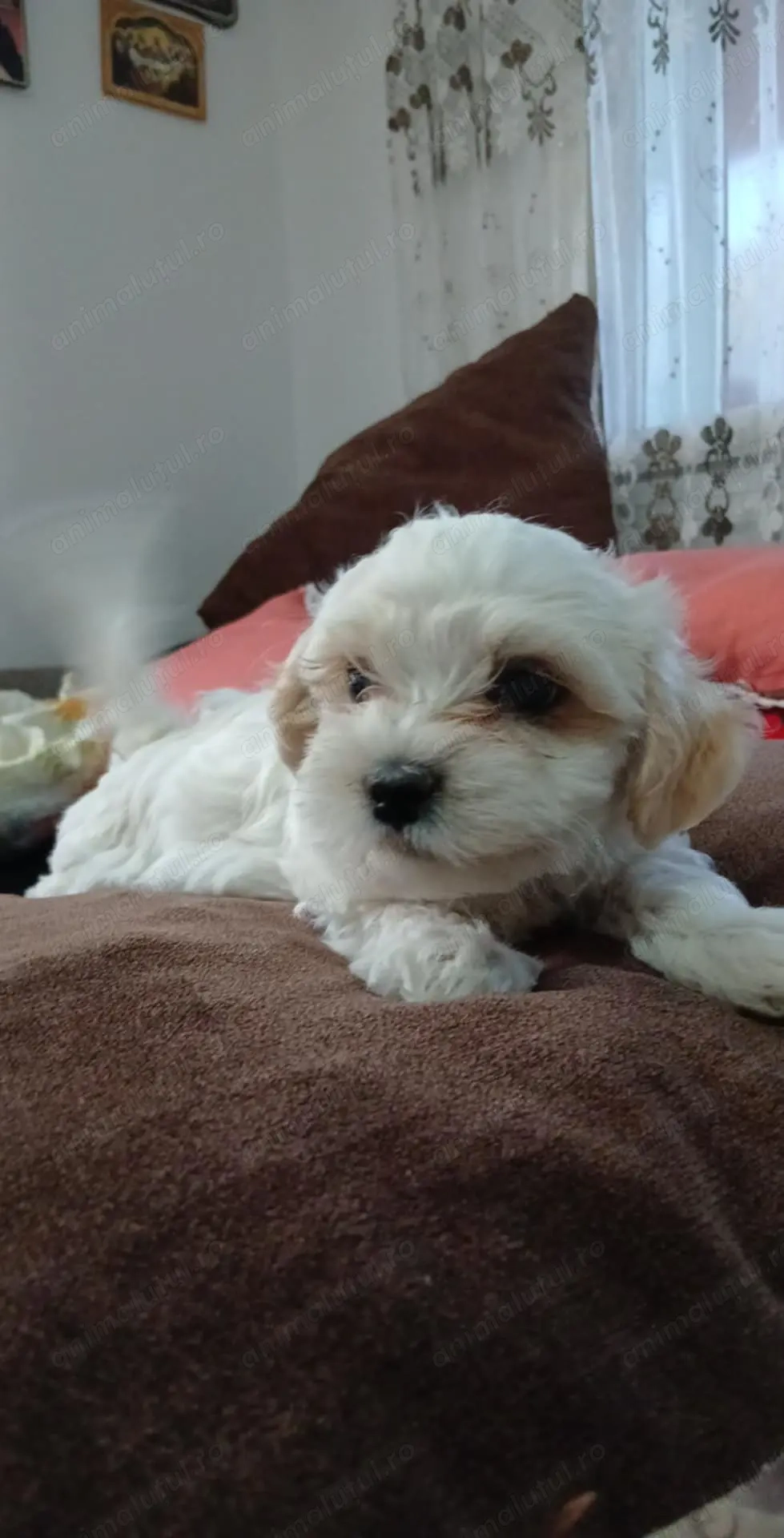 Puiuti Bichon Maltez