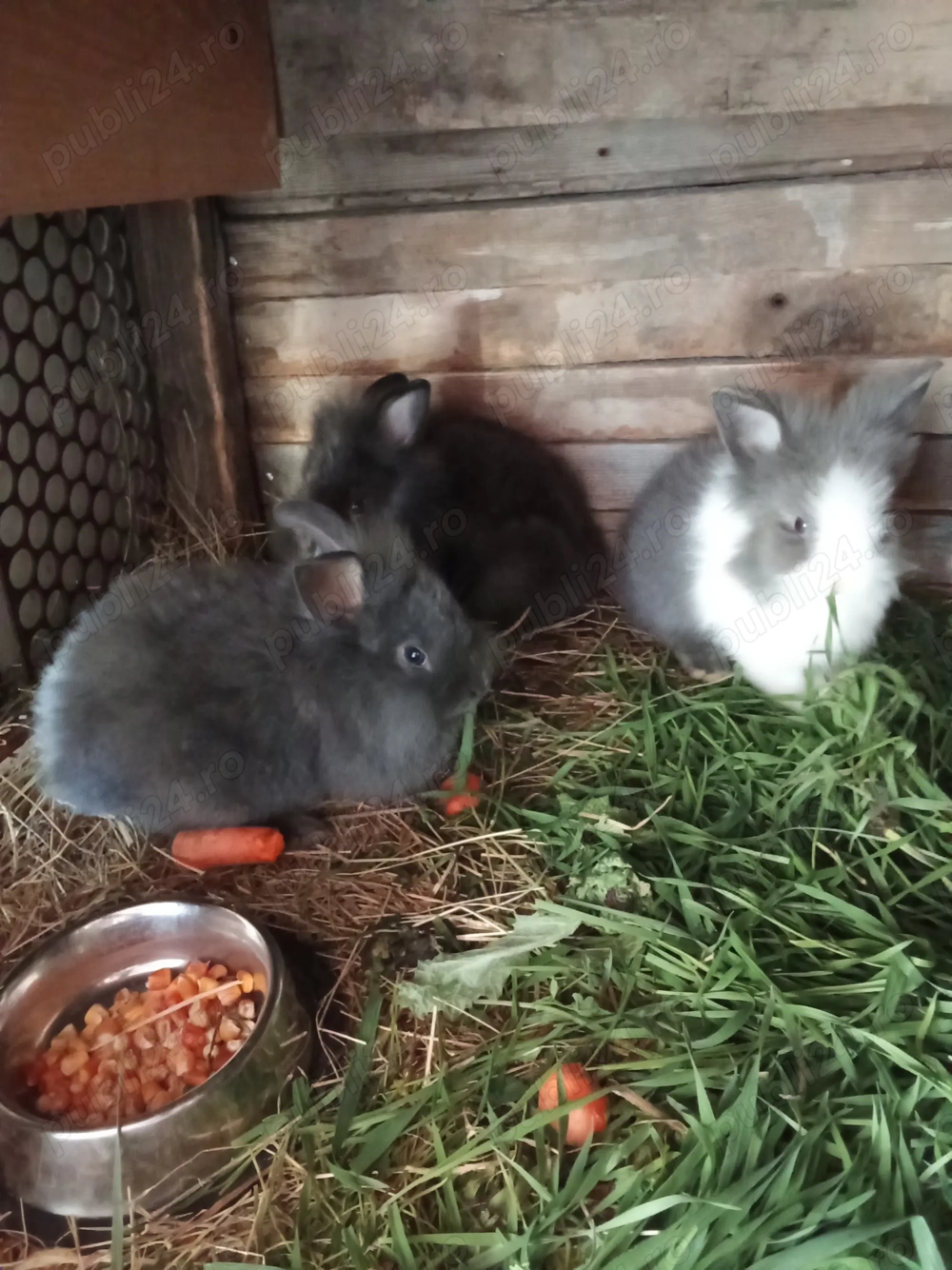 Vând iepurașii cap de leu