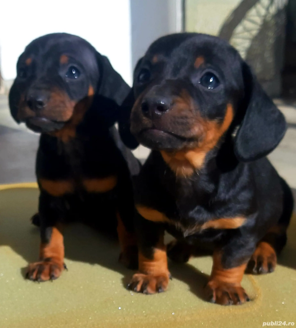 Teckel pitic  Teckel pitic