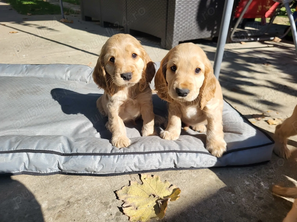 Căței cocker spaniel