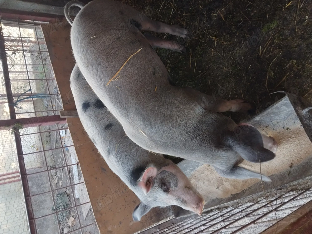 Soldani cauta alta casă Soldani cauta alta casă