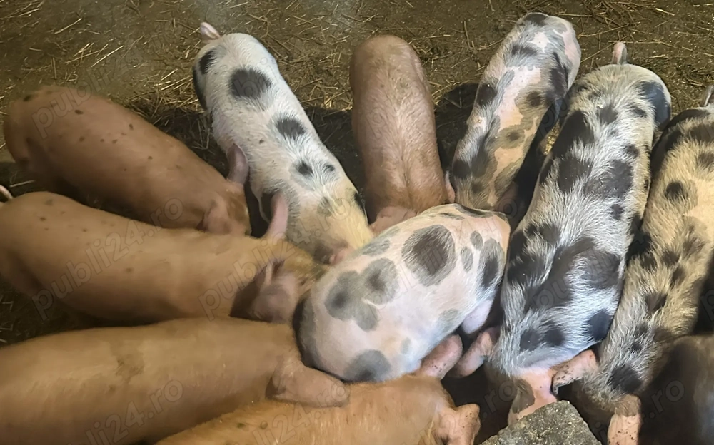 Purcei de vânzare  Purcei de vânzare