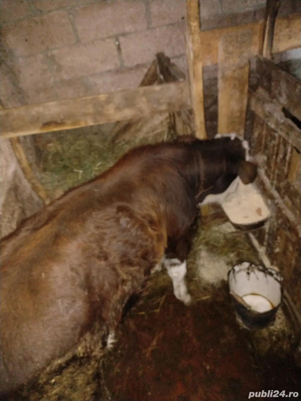 Vând vițel de 4 luni