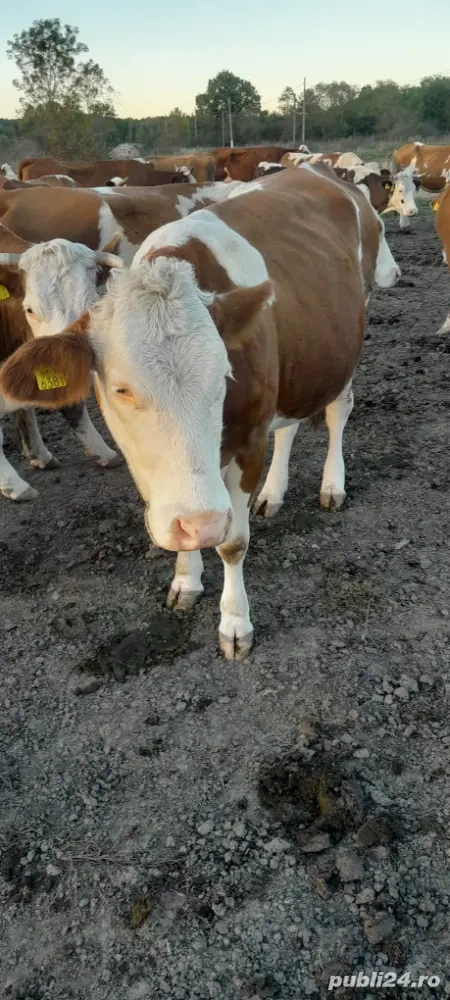 Vand vaca! Vand vaca!